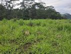 Valuable Land for Sales in Pussellawa
