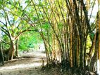 Valuable Land Near New Kachery-Batticaloa