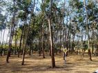 Valuable land plots near panadura hospital