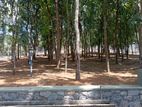 Valuable Land Plots Near to Kahathuduwa Highway Entrance with Mahogani