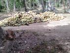 Valuable Land sale For In Katana
