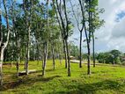 Valuable Lands for Sale Ballapitiya