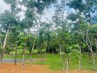 Valuable Lands for Sale Horana