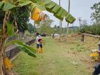 Valuable Plot Of Land For Sale කොට්ටාව