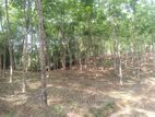 Valuable Rubber Land for Sale