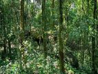 Valuable Rubber Land for Sale in Ambagaspitiya – Yakkala.