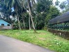 Valuable Rubber Plantation Land for Immediate Sale in Waga