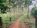 Valuable Rubber Plantation Land for Immediate Sale in Waga