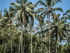 Valuable Square Coconut Land for Sale in Dagonna, Negombo