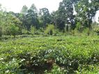 Valuable Tea and Rubber Estate for Sale