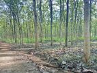 Valuable Teak Land for Sale in Dambulla, Matale District