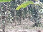 Valuble Land for Sale in Gannoruwa