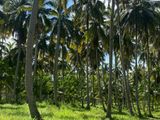 Valuble Land for Sale in Wariyapola Kurunegala