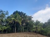 Valuble Land for Sale Near Thelijjawila Town