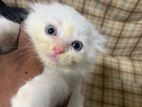 Persian Kitten