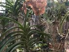 Vanda Plant