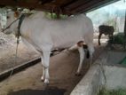 Farm Cow