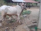 Vandil Maadu