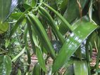 Vanila Plant