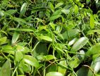 Vanila Plants ( වැනිලා පැළ )