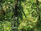 Vanilla Plant