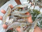 Vannamei Shrimp