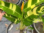 Variegated Heliconia