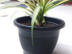 Variegated Pandanus Plant