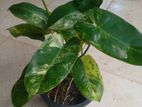 Philodendron Burle Marx Plant