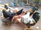 Variety of Chickens for sale in Minuwangoda