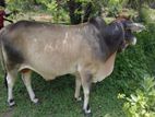 Milk Cow