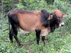 Farm Cow