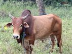 Farm Cow