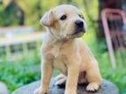 Labrador Puppies