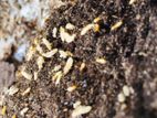 වේයන් මර්ධනය [ Termite Control ]