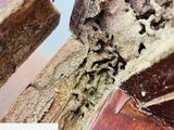 වේයන් මර්ධනය [ Termite Control ]