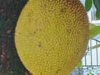 Jack Fruit