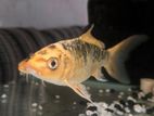 Veil Tail ( longfin) carp