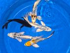 Veil-Tail Koi Fish