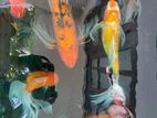 Gold Fish