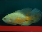 Veil Tail Oscar Fish