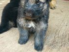 Germen Shepered Long Coat Puppy