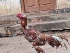 Velladiyan Rooster