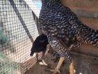 Veladiyan chick's