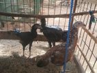 Velladiyan Rooster