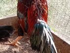 Velladiyan Rooster