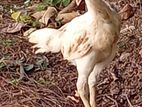 Velladiyan Rooster