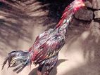 Veladiyan Rooster