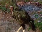 Velladiyan Rooster