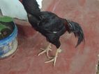 Velladiyan Rooster